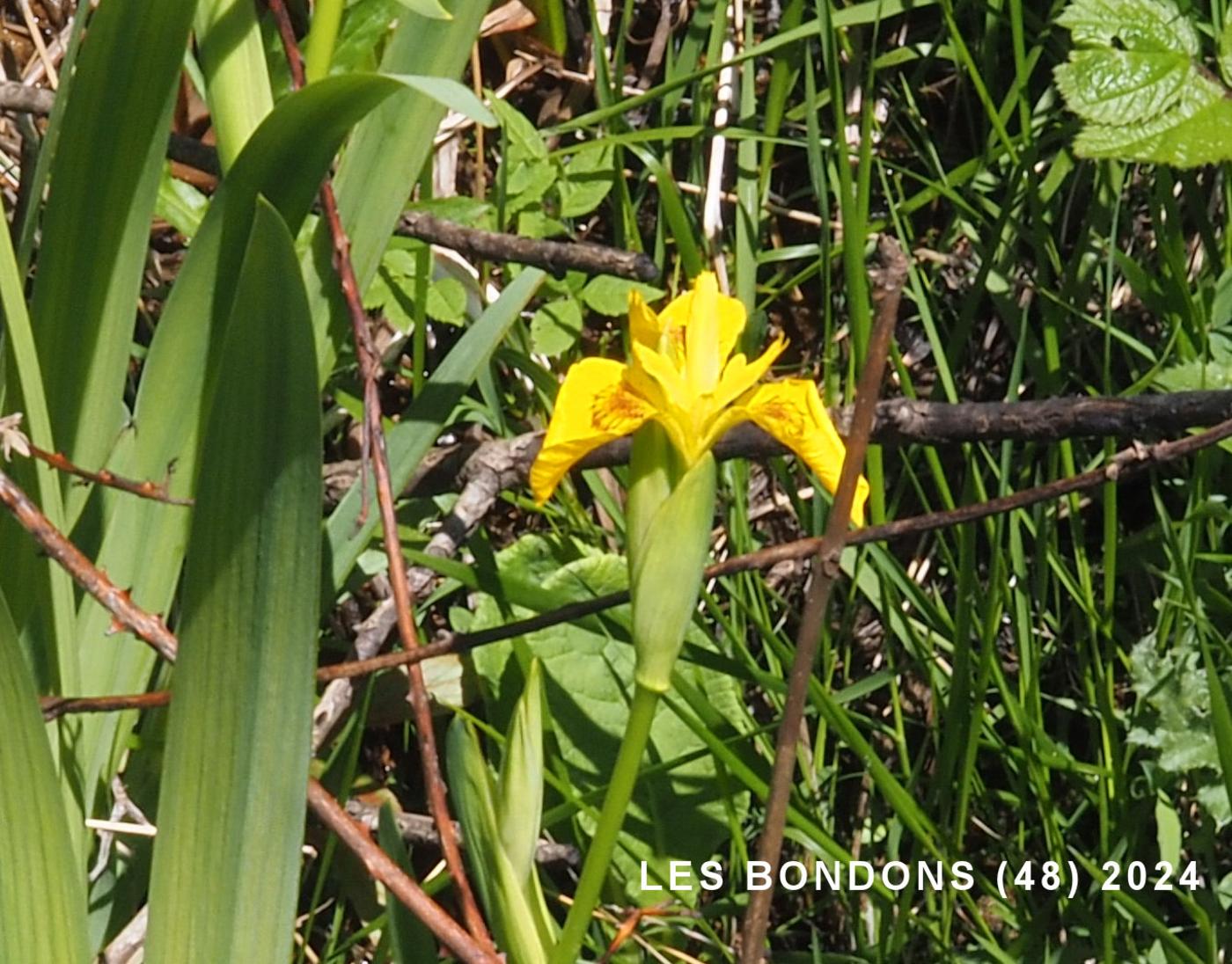 Iris, Yellow Flag flower